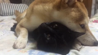 猫が好きすぎて離したくない柴犬 dog and cat are best friend