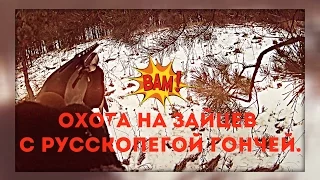 Охота на зайцев с Русско-Пегой гончей. Взял двух зайцев удачная охота.