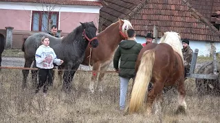 Caii baietilor de la Luncsoara, Bihor - 2024 Nou!!!