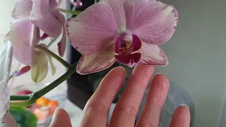 Орхидея "Пират Пикоти" очень "странно" себя ведёт🤨