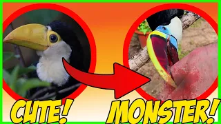 What they DON'T tell you about PET TOUCANS (Personality change after 6 months)