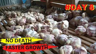 HOW TO BROOD CHICKS FROM DAY 1 to DAY 10 WITHOUT DEATH BUT FASTER GROWTH