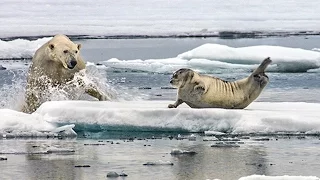 Polar bear VS seal