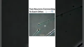 neurons connecting each other