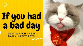 If you had a bad day, just watch these daily happy pets | Day 14