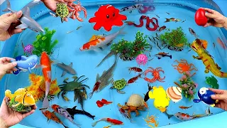 Collection of Cute Animals, Sea Animals, Sharks, Goldfish, Swordfish, Crab, Turtle, Octopus, Duck