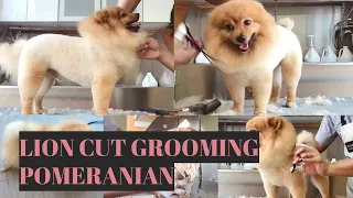 How to Groom a Pomeranian in a Lion Cut |  Bunny TV