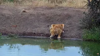 Африка. Утро. Львы на водопое - Africa. Morning. Lions at the watering hole