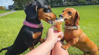 cute sausage dogs playful instagram videos compilation 2021,funny dachshund puppies videos 2021