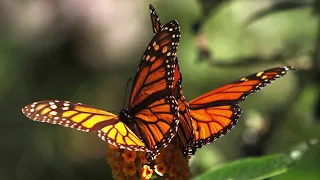 La Leyenda de la Mariposa Monarca- La Gran Viajera #mariposamonarca #mariposas