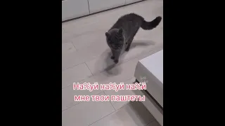 Кошка Ругается на Хозяйку!