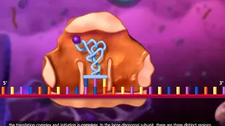 DNA transcription and translation   McGraw Hill