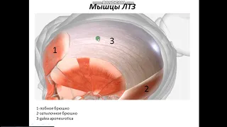 Топографическая анатомия и оперативная хирургия мозгового отдела черепа