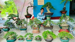 Văn An bonsai 24/5 #0774816331 bán cây Linh Sam, Chiếu Thủy, Trang Nguyệt Sữa Me Ổi Mận Cần Kiều