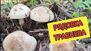 Збираю вперше - РЯДОВКА ТРАВНЕВА