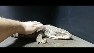 Savannah Monitor VS Tegu | Response To Goherping | Which Is Better?