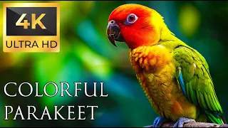 4K Colorful Parakeet - Beautiful Birds Sound in the Forest | Relaxing Safari