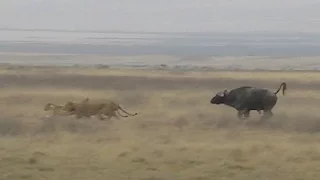 Buffalo vs Lion in the Ngorongoro crater