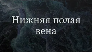 Нижняя полая вена - анатомия сердечно-сосудистой системы (ССС)