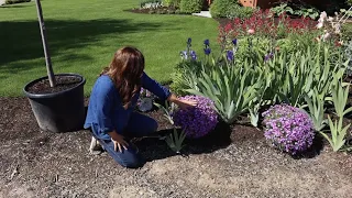 Planting Creeping Phlox (that's in Full Glorious Bloom)! 🌸😍🌿// Garden Answer