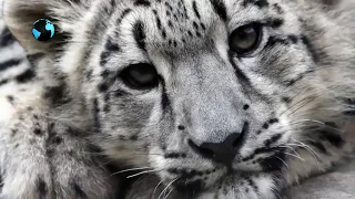 Что мы знаем о снежном барсе / What we know about the snow leopard