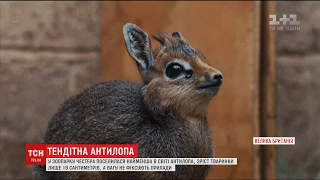 У Британському зоопарку поселилася найменша у світі антилопа