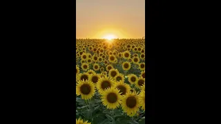 Sunflowers in bloom