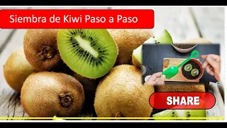 Como plantar kiwi facil | como germinar kiwi | Germinar semillas de kiwi de manera sencilla