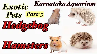 Hedgehog | Hamsters | Karnataka Aquarium | Exotic pets -3 | Hedgehog price in India | Hamsters price