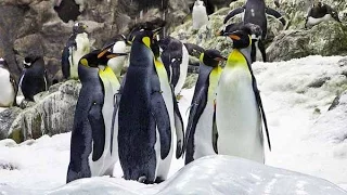 Жизнь пингвинов в ЛОРО-Парке на Тенерифе