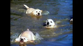 Labrador Father Teaches Puppies To Swim ADORABLE!!