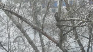 Сегодня вновь зима в Караганде