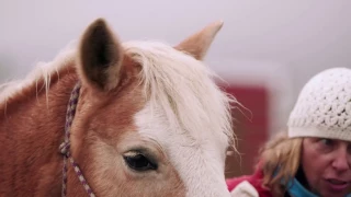Budweiser Clydesdales Help Purina Surprise Far View Horse Rescue