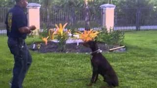 Miami K9 Enforcement Max training in Basic Obedience 1