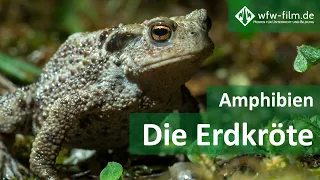 Amphibien – Die Erdkröte