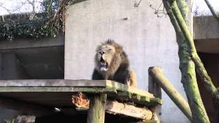 London Society Zoo - King Lion