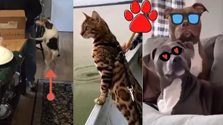 Cute Pets And Funny Animals Compilation 2020 #140 TFF