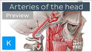 Arteries of the head: internal and external carotid arteries (preview) - Human Anatomy | Kenhub