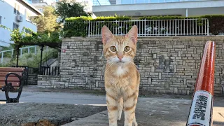 A stray cat that paws at other cats.