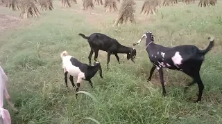 My village goats eating grass 2022