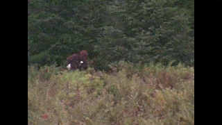 Buckner Bigfoot Footage (or hairy fisherman footage) 16mm Bolex Juneau, Alaska