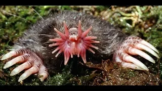 Extrañas Criaturas: PODERES EXTRAÑOS - Episodio 2 - Documental Naturaleza 2018 HD 1080p