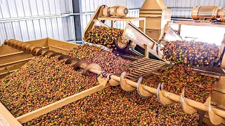 6.8 Billion Pounds Of Walnut Harvested This Way In Australia - Walnut Processing Factory