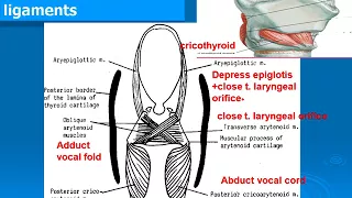 106 Muscles of larynx