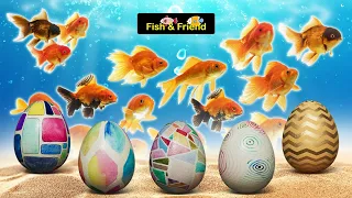 Colorful Surprise Egg | Angel fish | Marbel Molly fish | Turttel | Sepat |Catfish amazone|