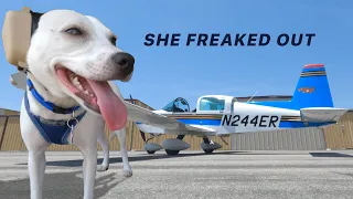 Our dog's first airplane flight was NOT a success :(