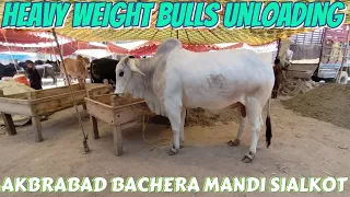 Heavy Weight Bulls Unloading😱 Akbrabad Bachera Mandi Sialkot😎