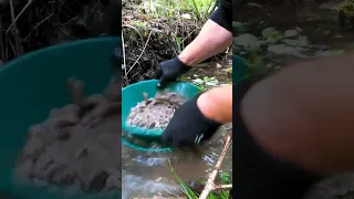 Metal Detecting Placer Gold Minelab Equinox 800 (Full Video - Link In Description)