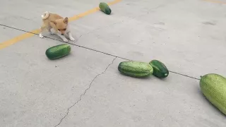 Pupper Hates Cucumbers