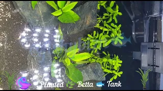 Planted Tank for a Betta fish